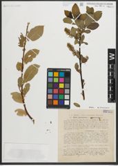 Foto von Salix myrsinites L. x Salix nigricans Sm.